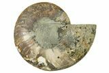 Cut & Polished Ammonite Fossil (Half) - Madagascar #383977-1